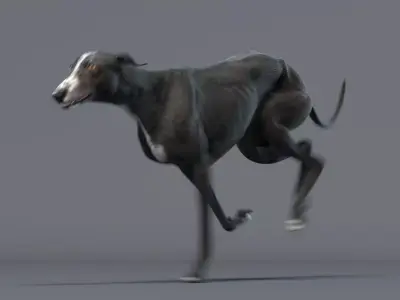 Greyhound Black Animated 3D model