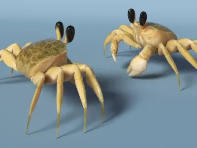  Atlantic Beach Crab Rigged for Maya 