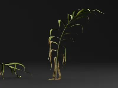 Ginger plant 3D model