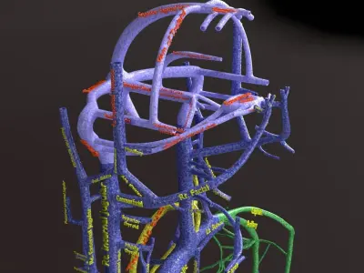 Human venous system schematic 3D 3D model