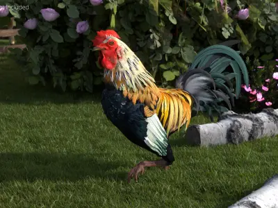  Domestic Rooster Walking Animated Rigged For Blender 