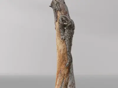 Tree dead 03 Scan  Free low-poly 3D model