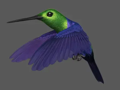  Green-Crowned Woodnymph Hummingbird (Animated) 