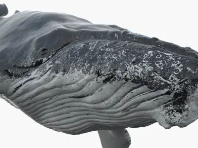  Humpback WhaleRiggedAnimated 