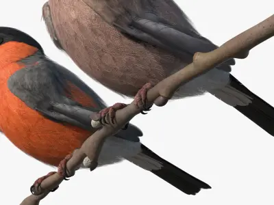  Male and Female Bullfinch Birds on Branch 