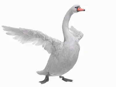  White Swan Swimming Animated Rigged for Blender 
