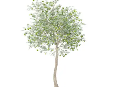 Olive Tree with Fruits 3D model