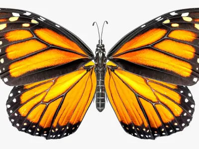  Animated Flying Monarch Butterfly Rigged for Cinema 4D 
