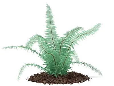 Fern Dicksonia antarctica 3D model