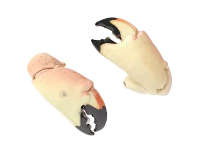 Stone Crab Claws 7 Models