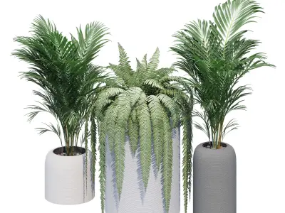 Havalo three potted plants 3D model