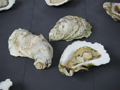 Half Shell Oysters 6 Models