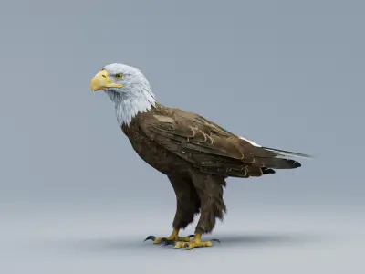  American Bald Eagle ANIMATED 