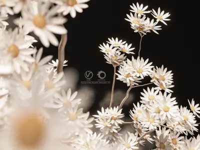 Collaction Plants Bouquet 11 3D model