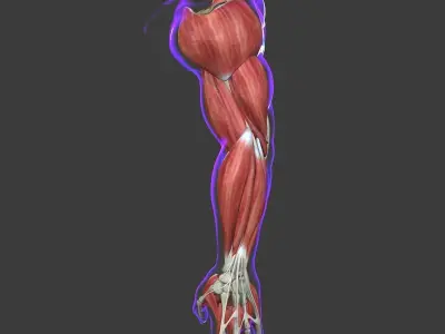 Arm Muscle Anatomy Medical Edition 3D model