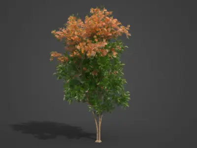 2021 PBR Silky Oak Collection - Grevillea Robusta  3D model