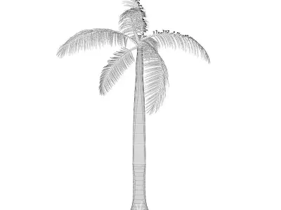 Royal Palm 3D model
