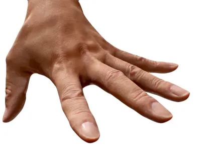 Retopologized Hand Scan | 3D Model Tokuda Heizo