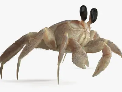  Shoreline Sand Crab Pink Beige Fur Rigged for Maya 