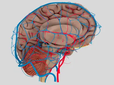  Human Brain Anatomy 