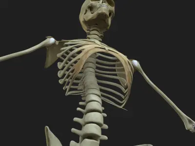 Female Skeleton 3D model