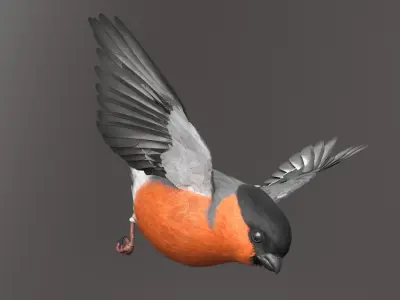  Bullfinch Male Bird Animated Rigged For Maya Collection 