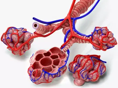 Alveoli with CrossSection Low-poly 3D model