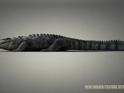  Crocodile ANIMATED 