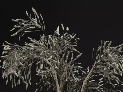 Gossypium Thurberi Plant 3D model