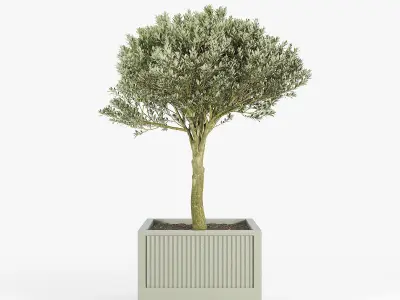 ICARIA Olea 3D model