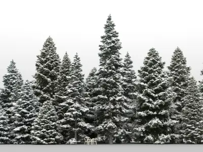  20 Spruce Trees with snow 