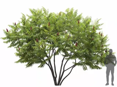 Rhus Tuphina 01 3D model