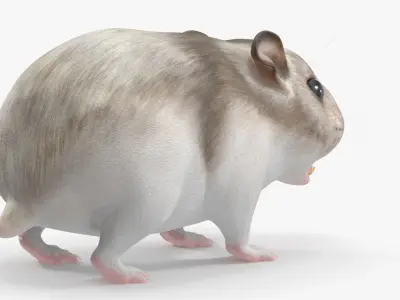  Campbell Dwarf Hamster Brownish Gray Rigged for Maya 