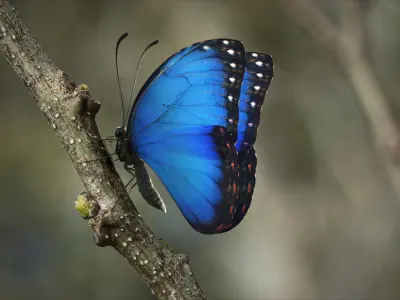  Blue Morpho Butterfly Rigged Xgen 