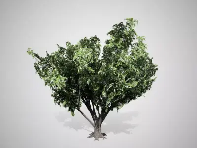 Black Elder Flowers Tree Low-poly 3D model