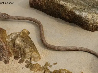  Attack Naja Cobra Animated Rigged 