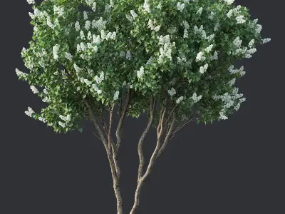 Lilac Syringa vulgaris Nr4 - Two trees H390cm 3D model