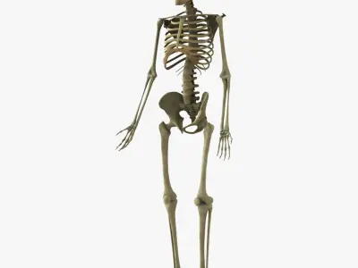 African American Female And Male With Skeleton Rigged 3D model