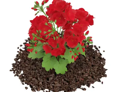 Red Geraniums Geranium caespitosum 3D model