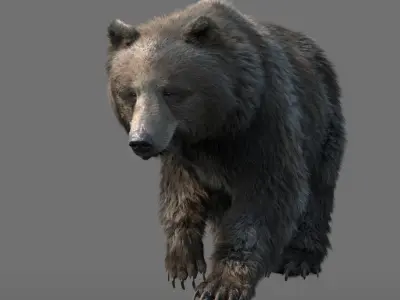  bear FUR RIGGED ANIMATED 