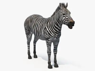  African Zebra Fur for Cinema 4D 