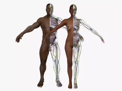 Full Body African American Anatomy Collection 3D model