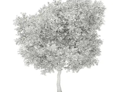 Olive Tree 3D model