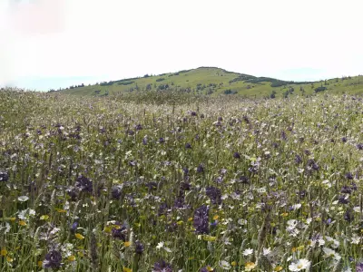 European Meadow Flora Realistic 3D Plants Full Collection Low-poly 3D model