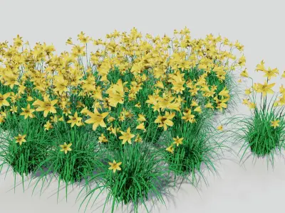 Hemerocallis lilioasphodelus 3D model