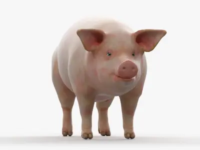  Full Male Pig Anatomy Static 