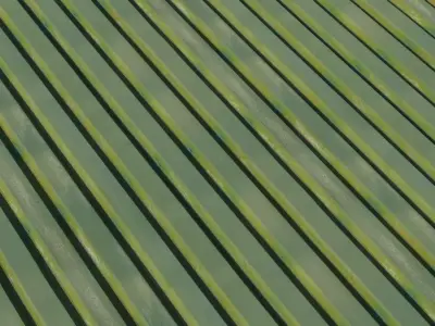 Olive Corrugated Metal  Texture