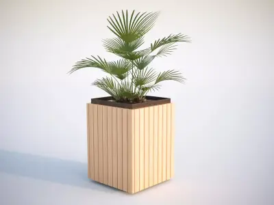Palm tree in a high planter 3D model