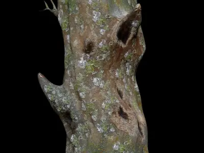 Dead Moss Tree Stump V2 Low-poly 3D model