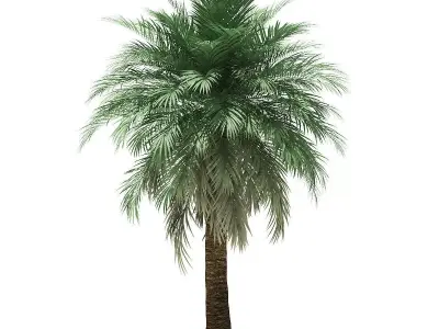 Butia Palm Tree 3D Model 5m 3D model